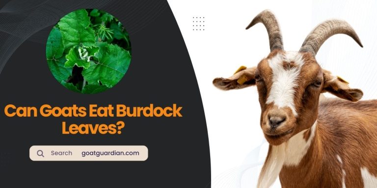 Can Goats Eat Burdock Leaves? (Safe or Risky)