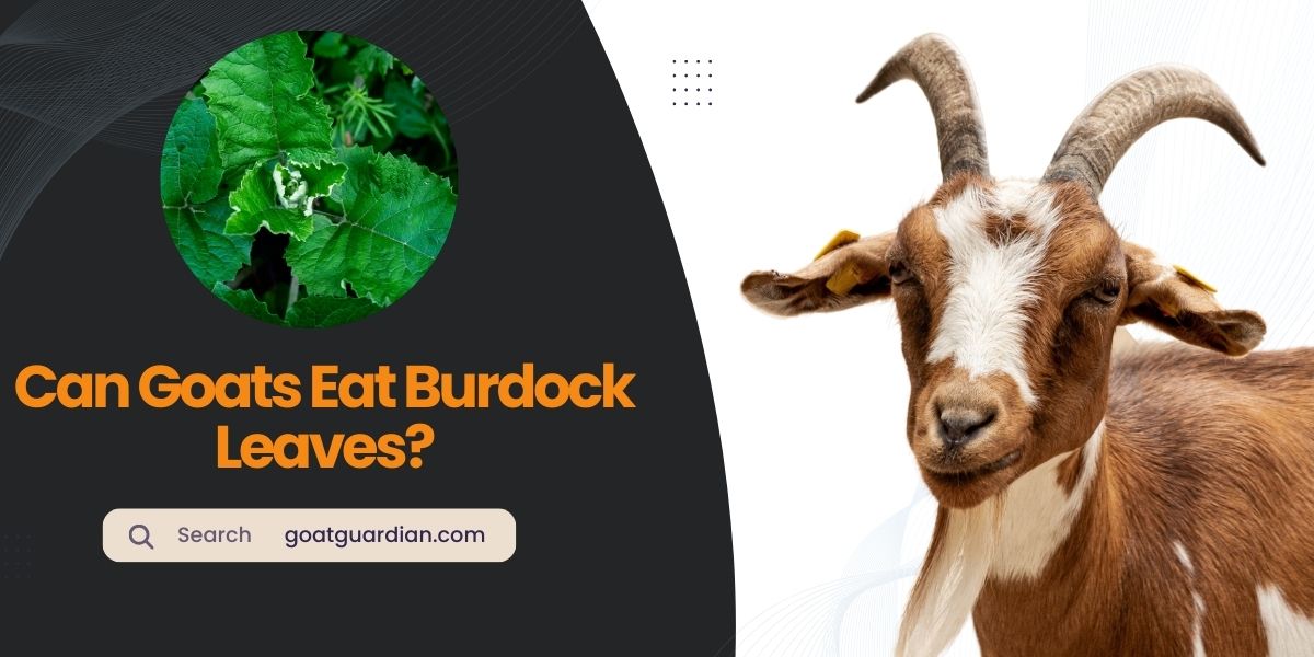 Can Goats Eat Burdock Leaves