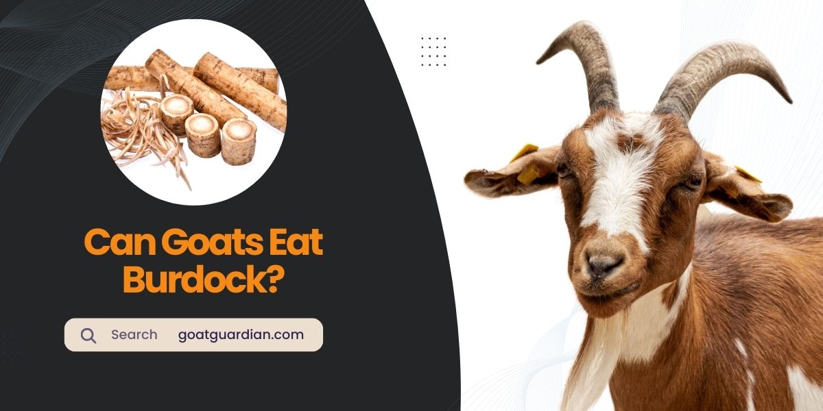 Can Goats Eat Burdock