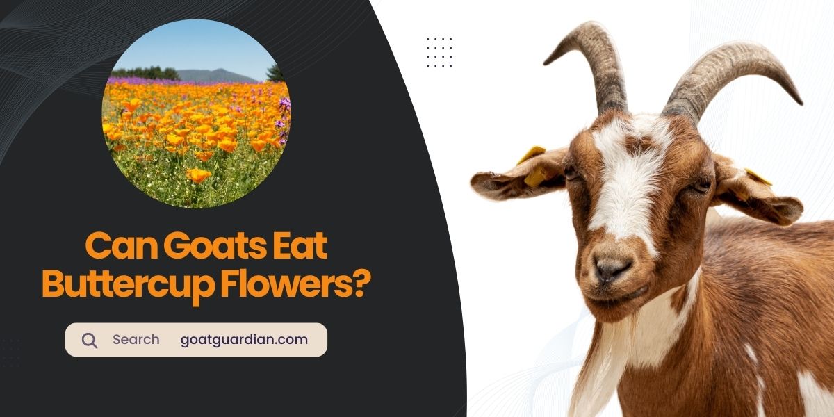 Can Goats Eat Buttercup Flowers