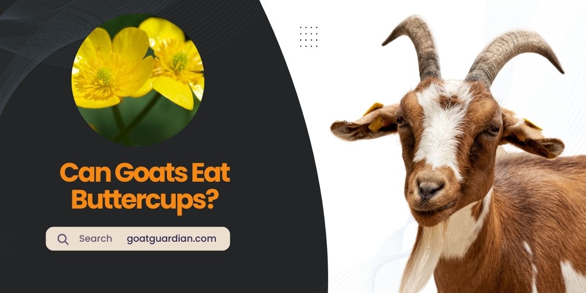 Can Goats Eat Buttercups