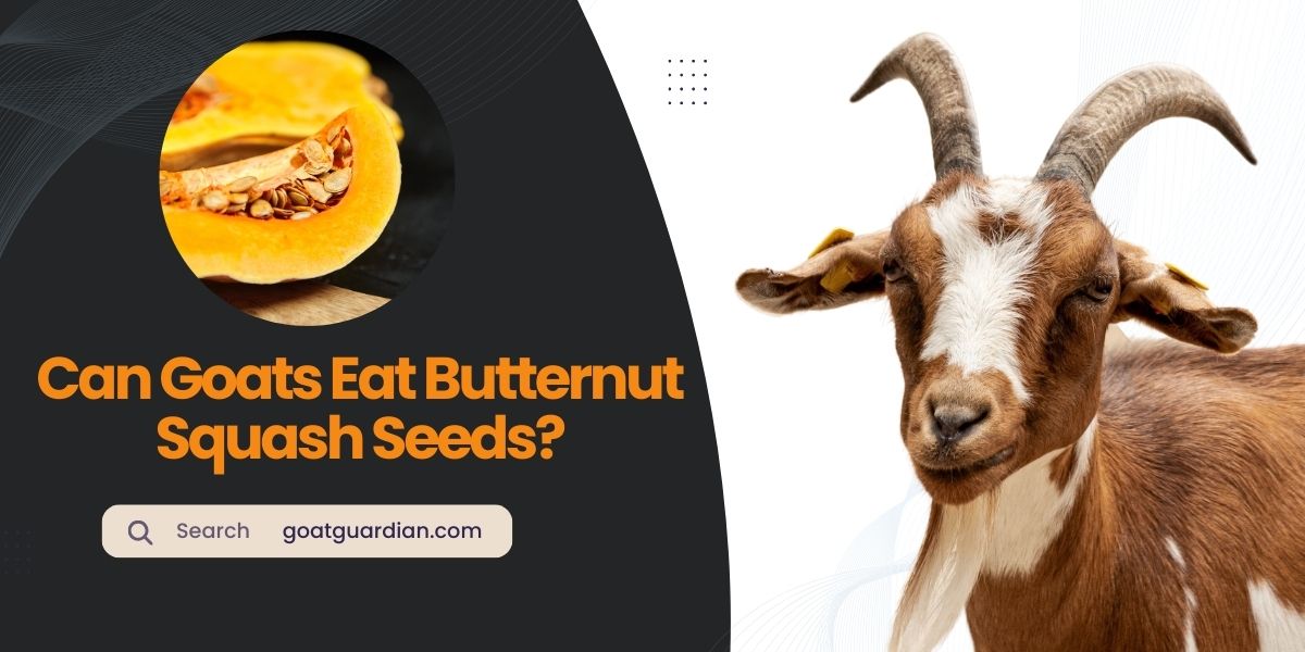 Can Goats Eat Butternut Squash Seeds
