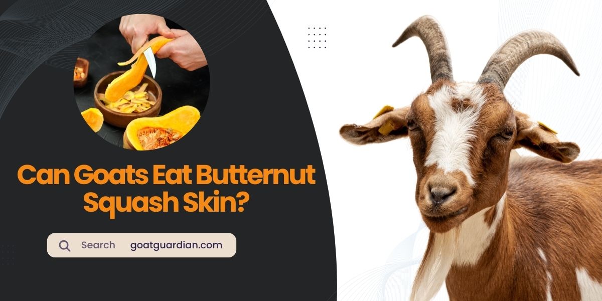 Can Goats Eat Butternut Squash Skin