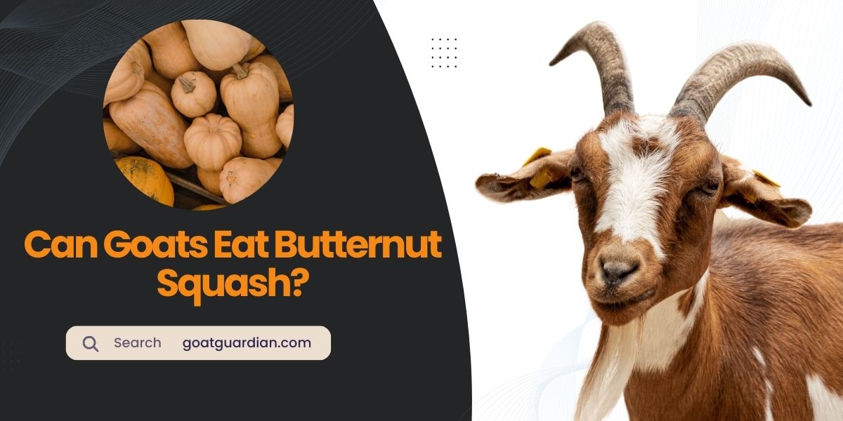 Can Goats Eat Butternut Squash