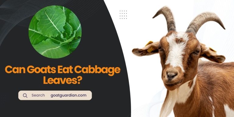 Can Goats Eat Cabbage Leaves? (Benefits and Risks)
