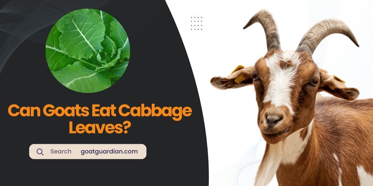 Can Goats Eat Cabbage Leaves