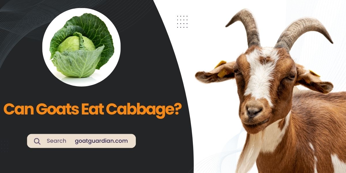 Can Goats Eat Cabbage