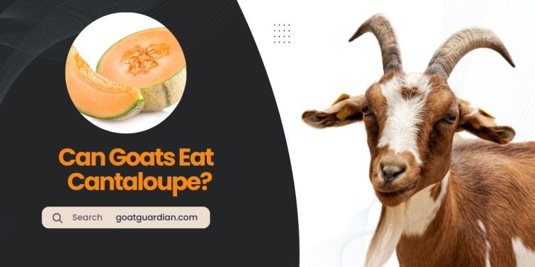 Can Goats Eat Cantaloupe? (Juicy and Nutritious Treat)