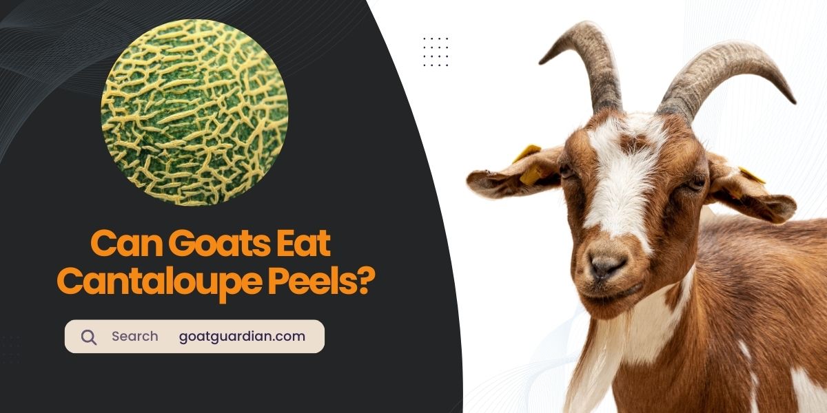 Can Goats Eat Cantaloupe Peels