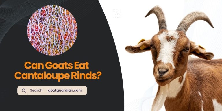 Can Goats Eat Cantaloupe Rinds? Will They Enjoy?