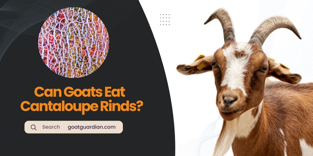 Can Goats Eat Cantaloupe Rinds