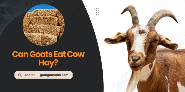 Can Goats Eat Cattle Hay? (Safety Feeding Guide)