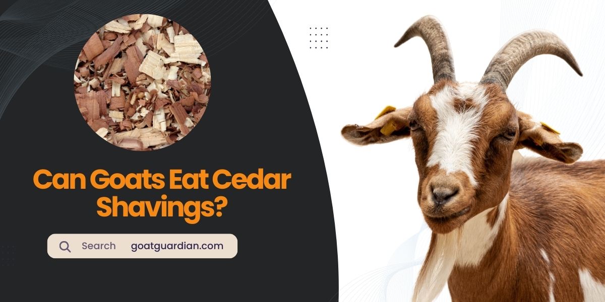 Can Goats Eat Cedar Shavings