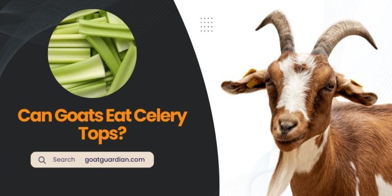Can Goats Eat Celery Tops? (Expert Feeding Guide)