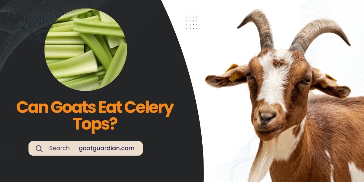 Can Goats Eat Celery Tops