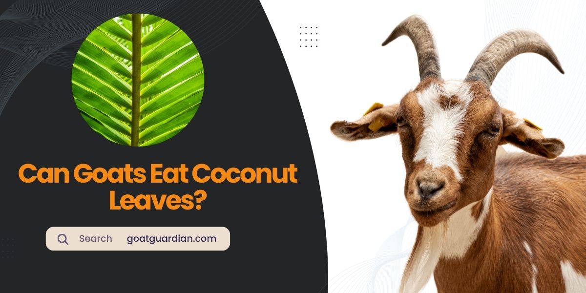 Can Goats Eat Coconut Leaves?