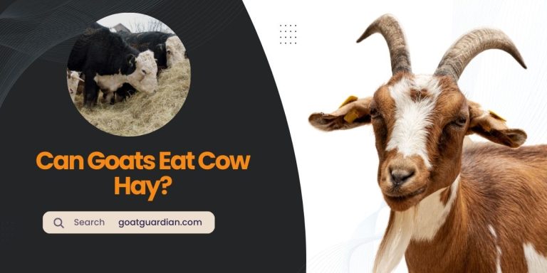 Can Goats Eat Cow Hay? (with Types to Feed)