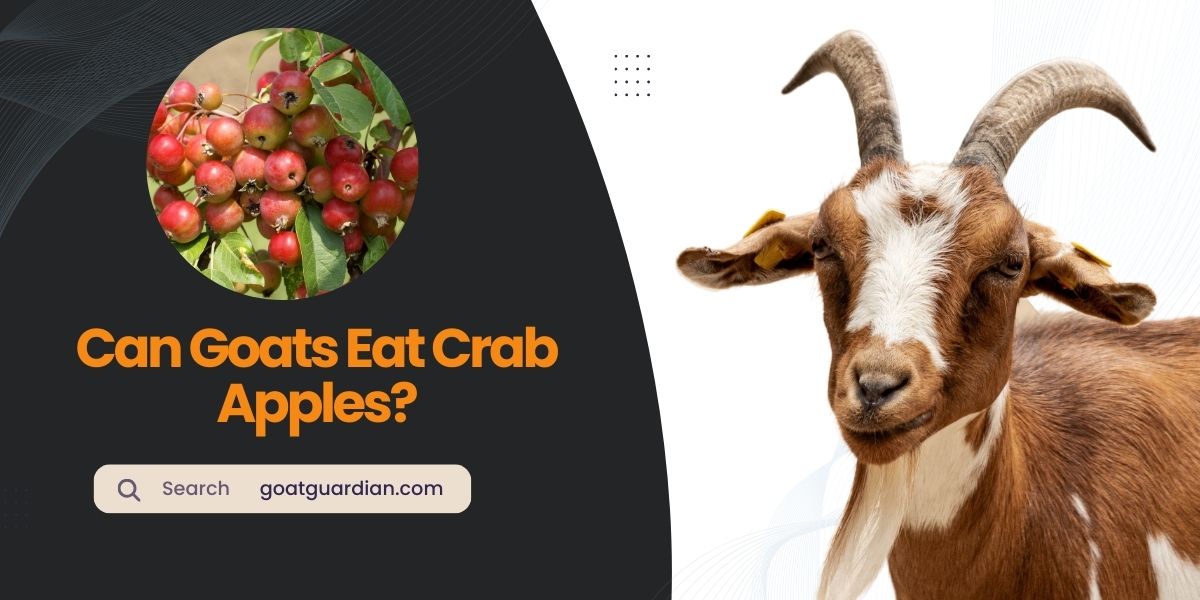 Can Goats Eat Crab Apple