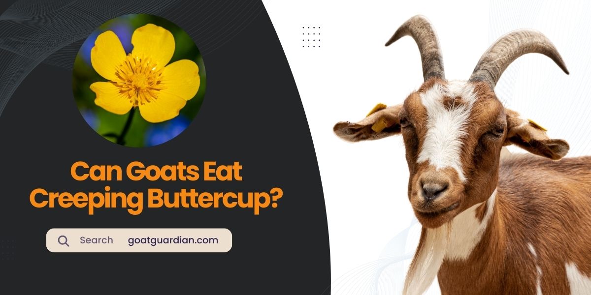 Can Goats Eat Creeping Buttercup