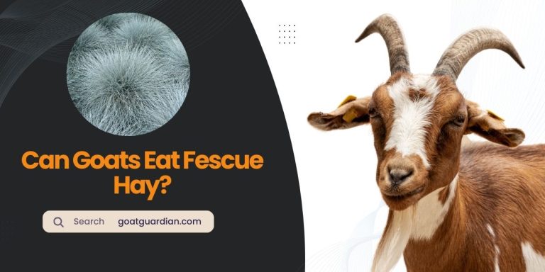 Can Goats Eat Fescue Hay? (Read Before Feeding)