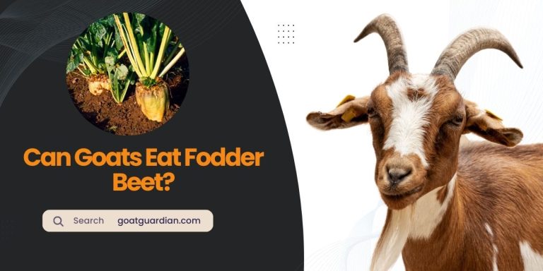 Can Goats Eat Fodder Beet? (Practical Experiences)