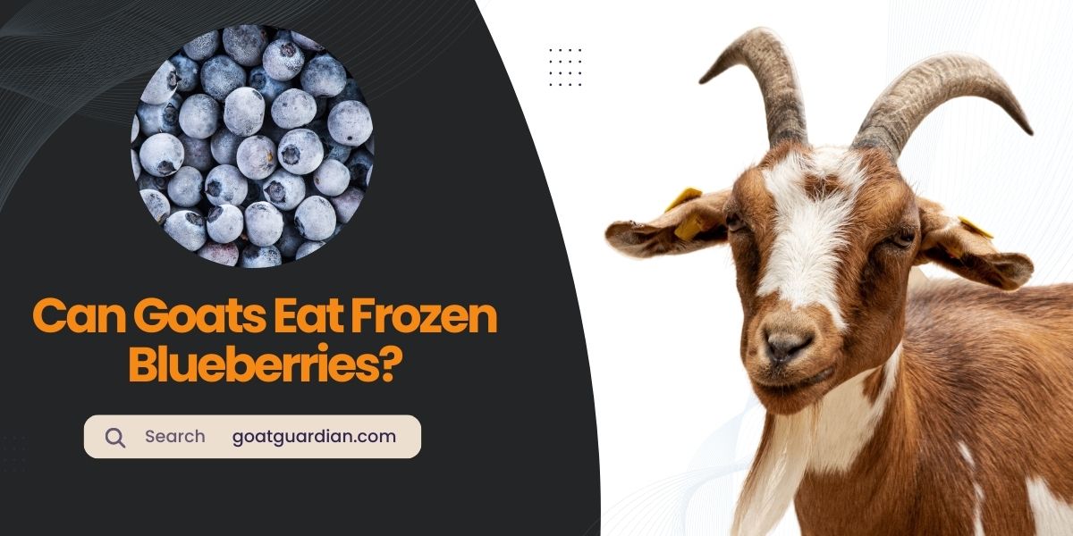 Can Goats Eat Frozen Blueberries