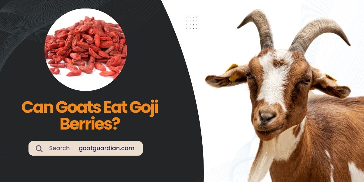 Can Goats Eat Goji Berries