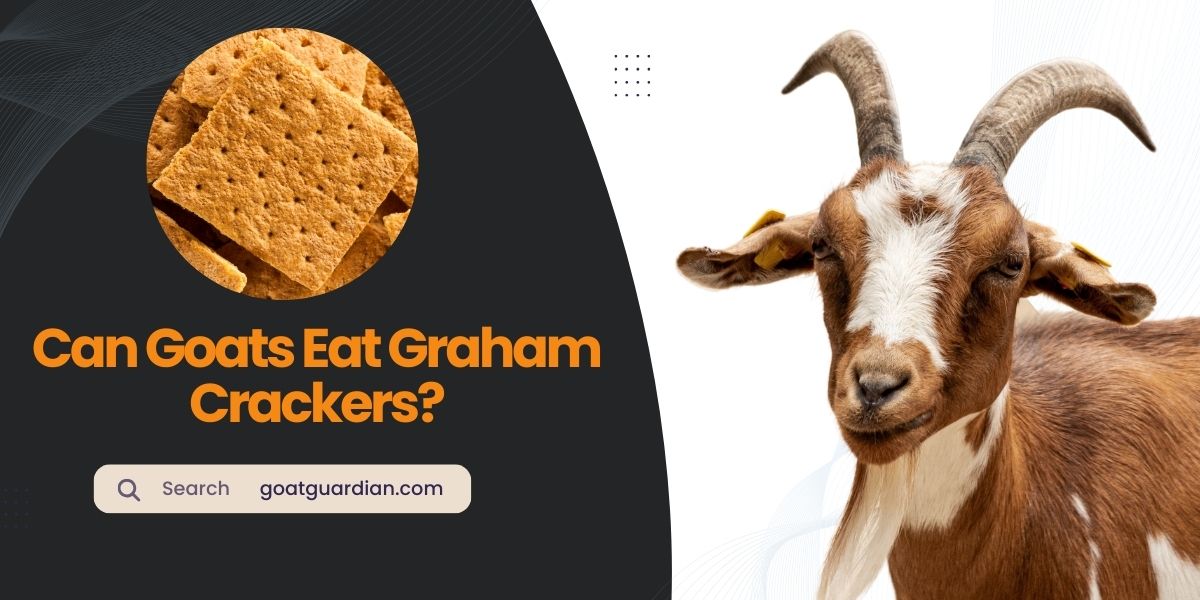 Can Goats Eat Graham Crackers