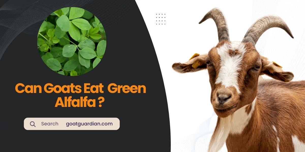 Can Goats Eat Green Alfalfa?
