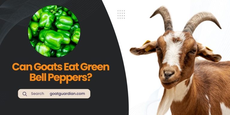 Can Goats Eat Green Bell Peppers? (Read Before Feeding)