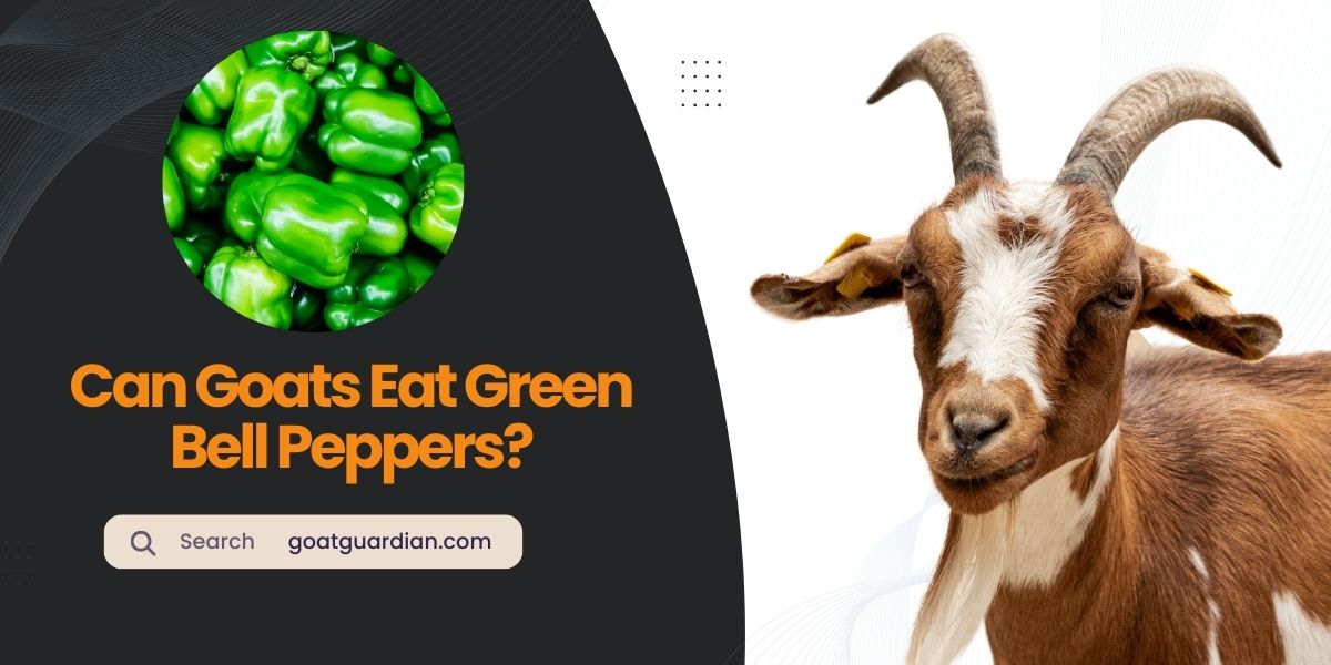 Can Goats Eat Green Bell Peppers
