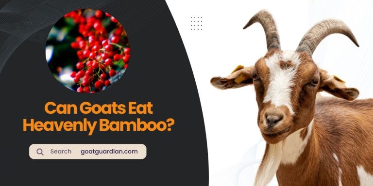 Can Goats Eat Heavenly Bamboo? (with Alternatives)