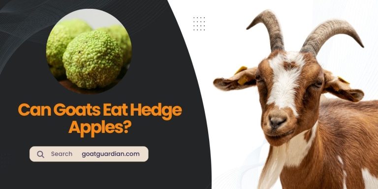Can Goats Eat Hedge Apples? (with Nutritional Value)