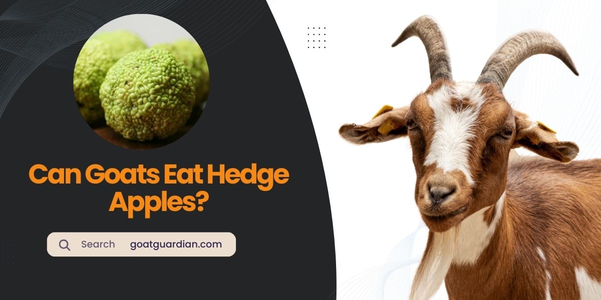 Can Goats Eat Hedge Apples