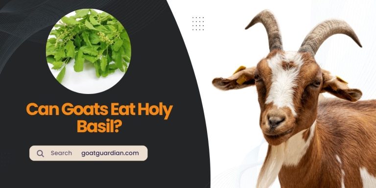 Can Goats Eat Holy Basil? (Safety Considerations)