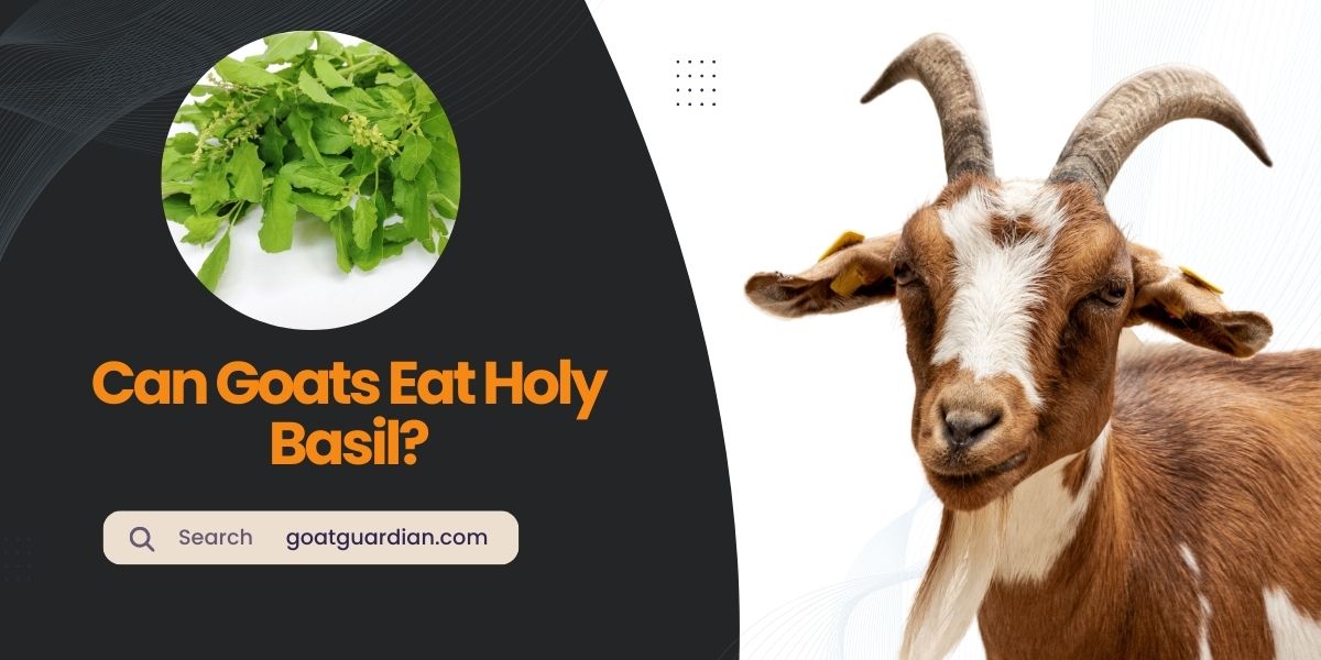 Can Goats Eat Holy Basil