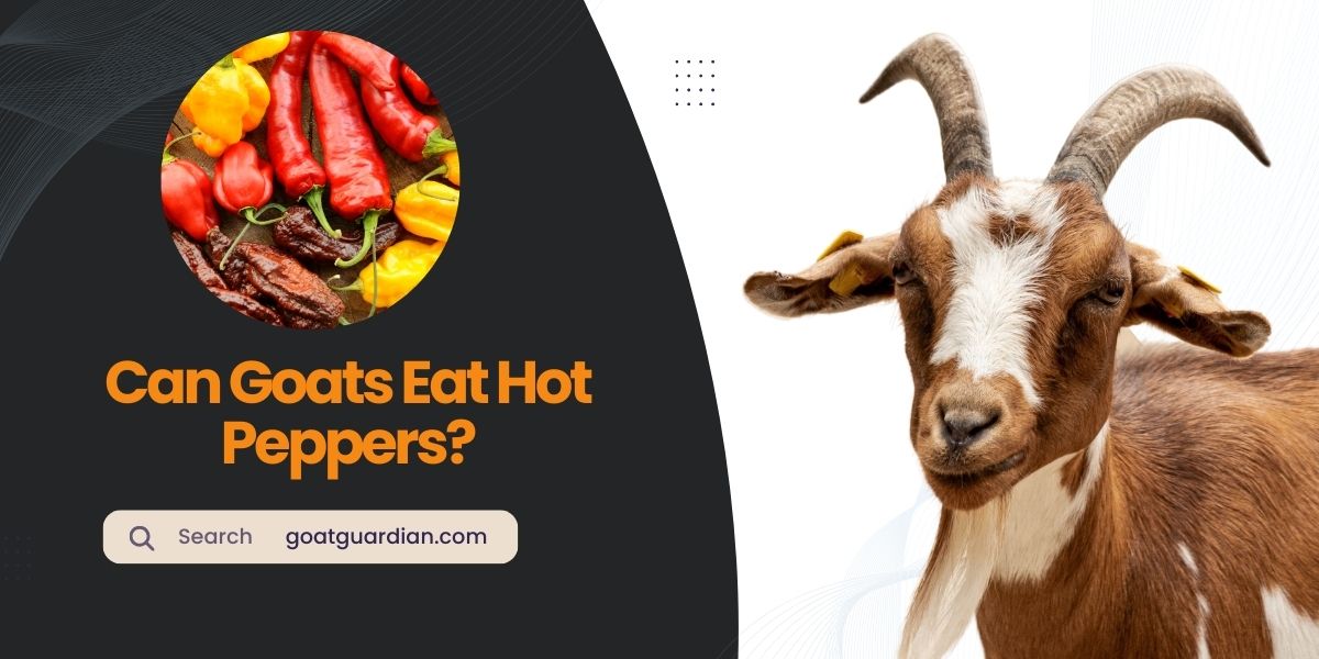 Can Goats Eat Hot Peppers