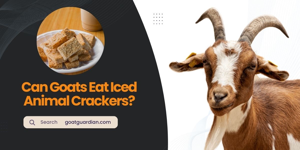 Can Goats Eat Iced Animal Crackers