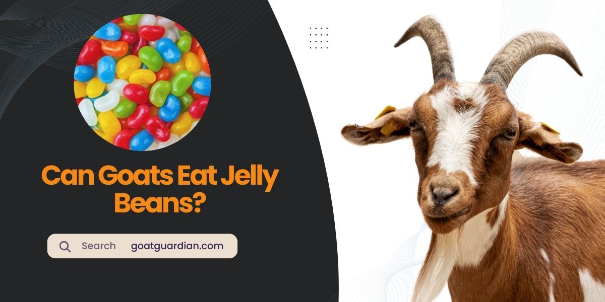 Can Goats Eat Jelly Beans