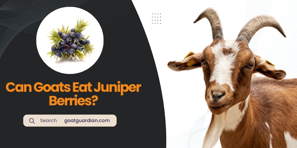 Can Goats Eat Juniper Berries