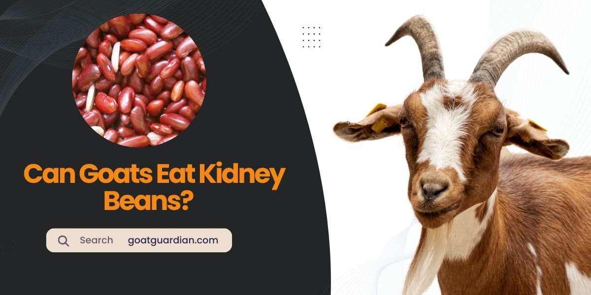 Can Goats Eat Kidney Beans