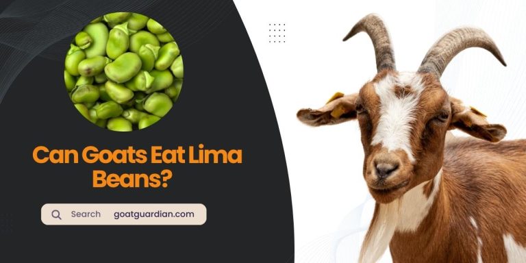 Can Goats Eat Lima Beans? (Safest Feeding Guide)