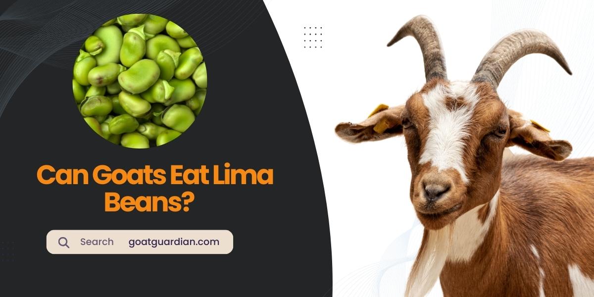 Can Goats Eat Lima Beans