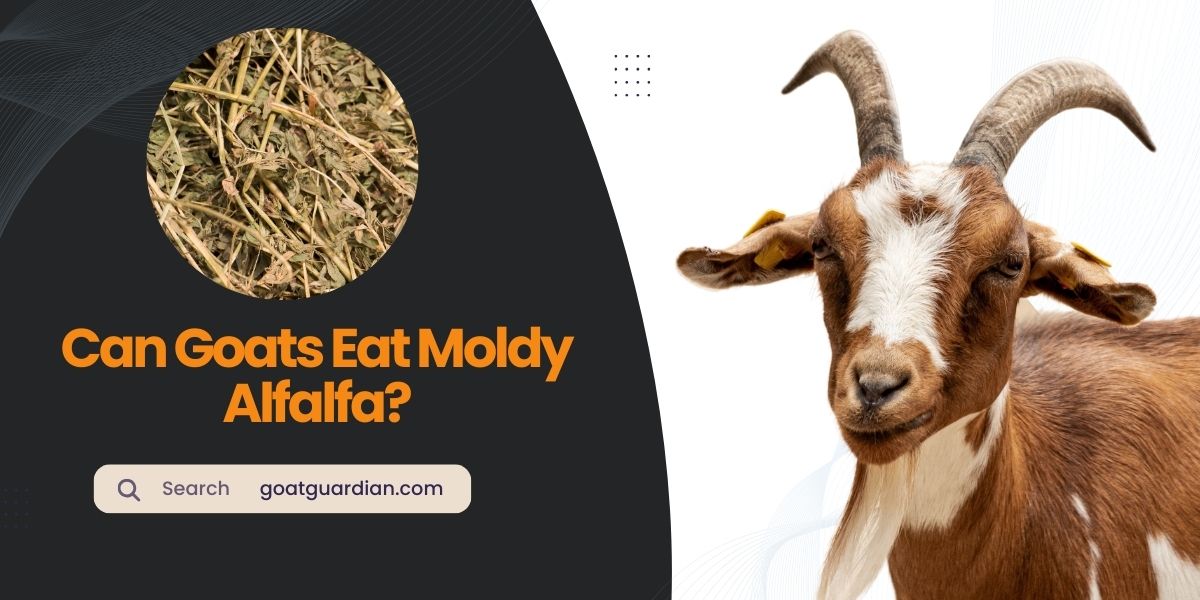 Can Goats Eat Moldy Alfalfa
