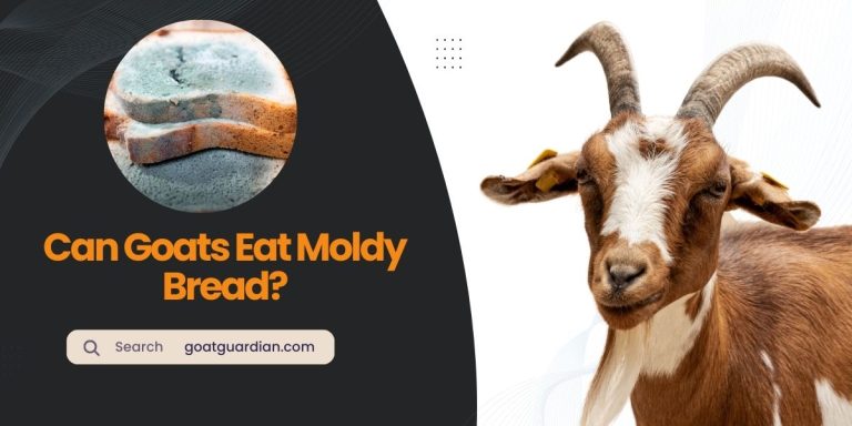 Can Goats Eat Moldy Bread? (Dos and Don’ts)