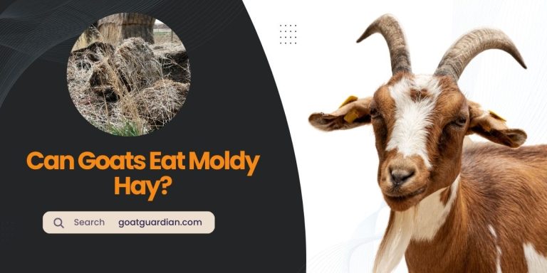 Can Goats Eat Moldy Hay? (with Danger & Feeding Guide)