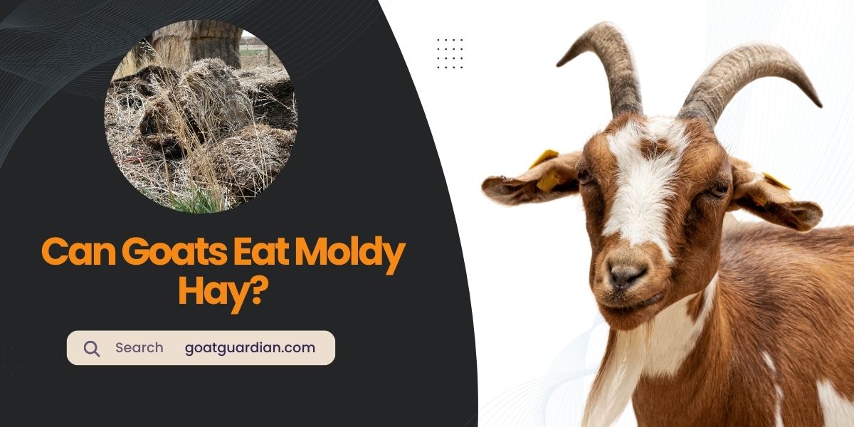 Can Goats Eat Moldy Hay