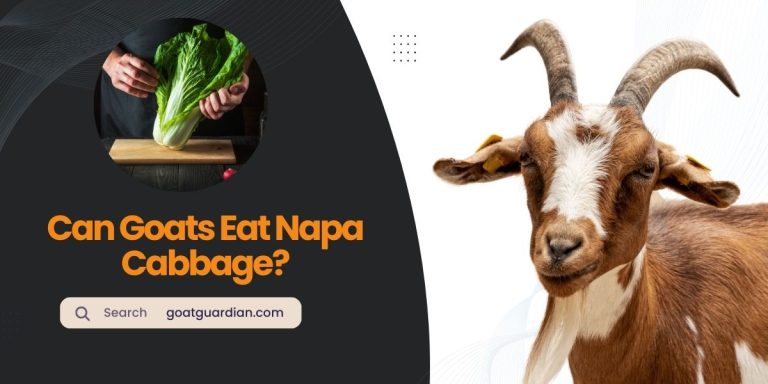 Can Goats Eat Napa Cabbage? (YES or NO)