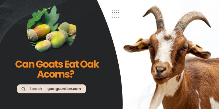 Can Goats Eat Oak Acorns? (YES or NO)