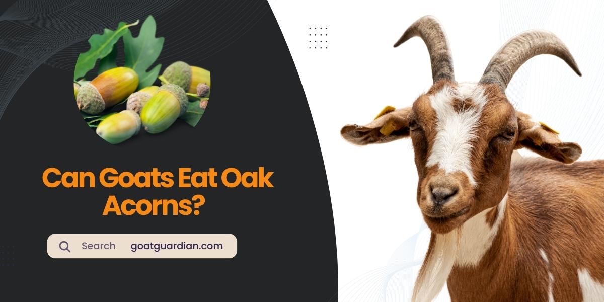 Can Goats Eat Oak Acorns?